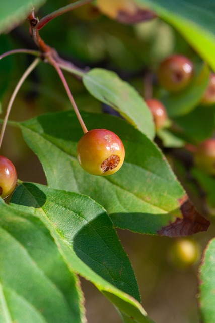 例如克鲁伊 例如克鲁伊