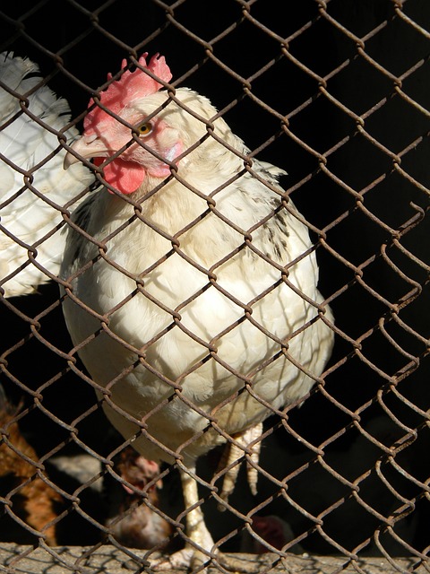 来在球员培 来在球员培