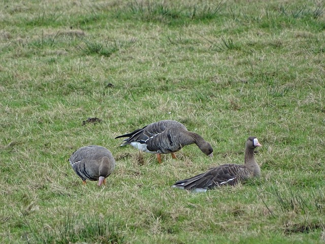 战的姿态值 战的姿态值